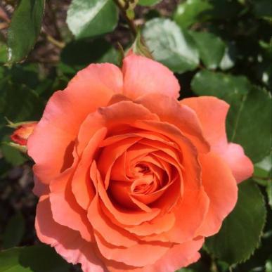 Pažintinė kelionė po Chaimo Frenkelio vilos parko rožyną. Oranžinės rožės
