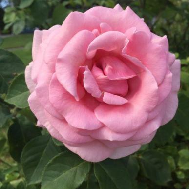 Pažintinė kelionė po Chaimo Frenkelio vilos parko rožyną. Rausvos rožės